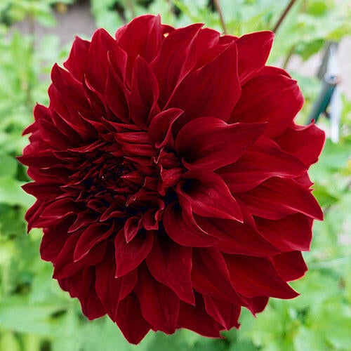 Wanda's Aurora (Potted Dahlia)